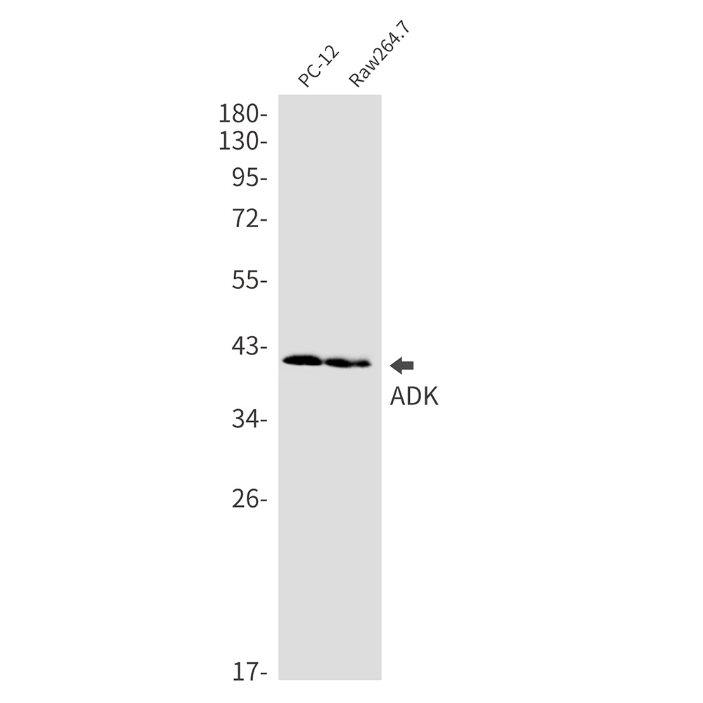 ADK Antibody
