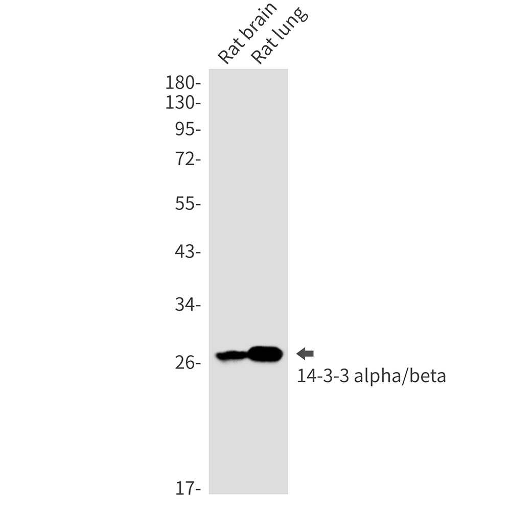 YWHAB Antibody