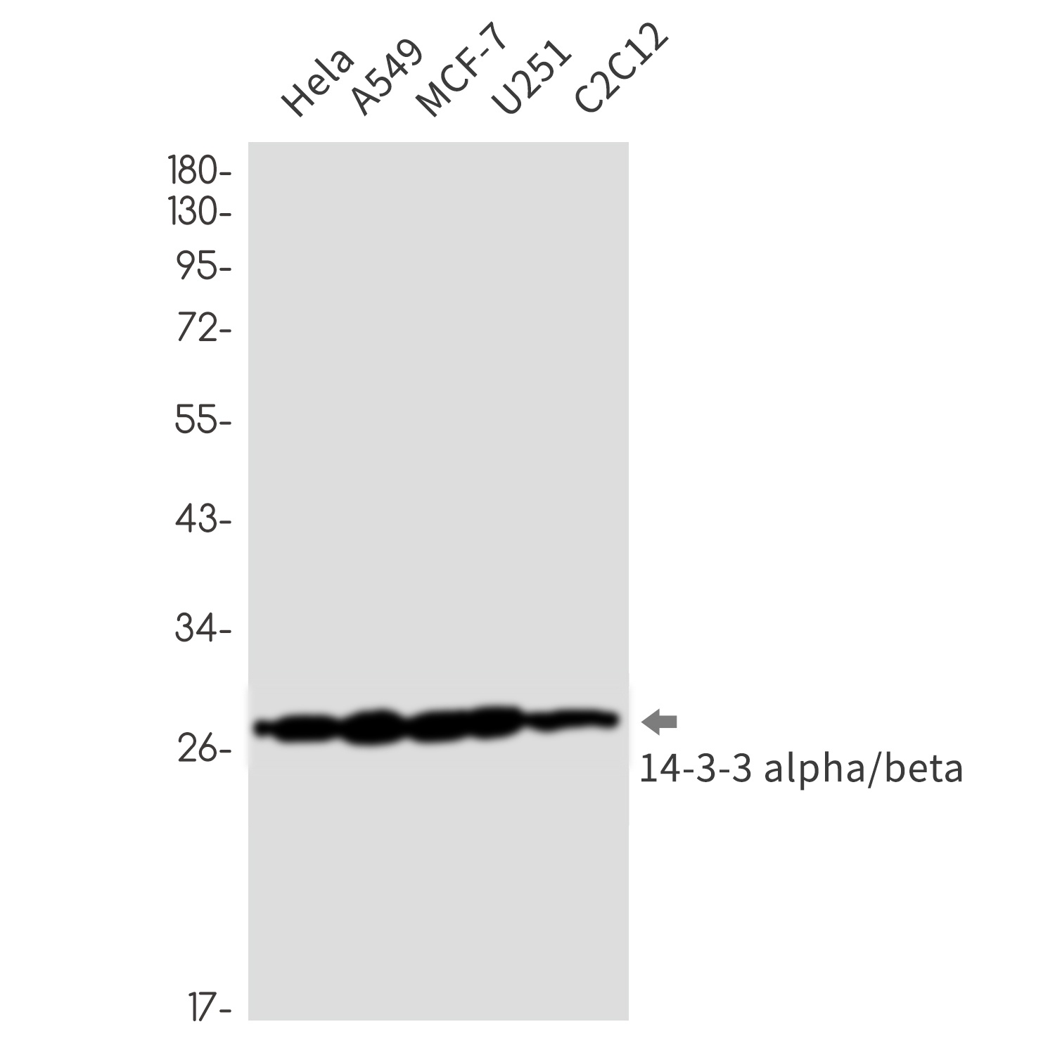 YWHAB Antibody