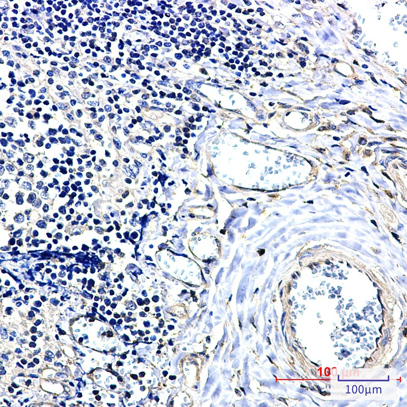 YWHAB Antibody