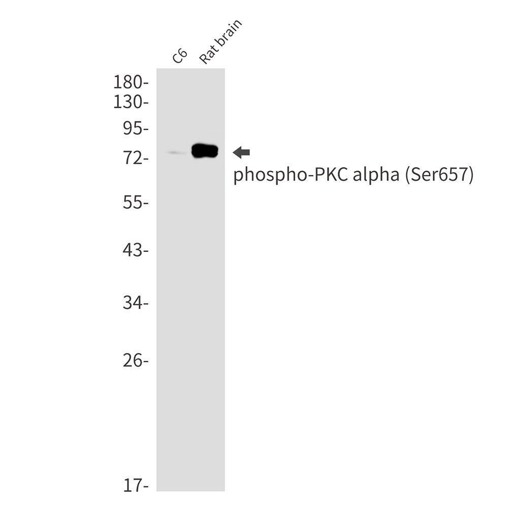PRKCA Antibody