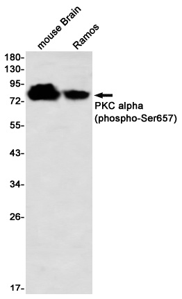 PRKCA Antibody