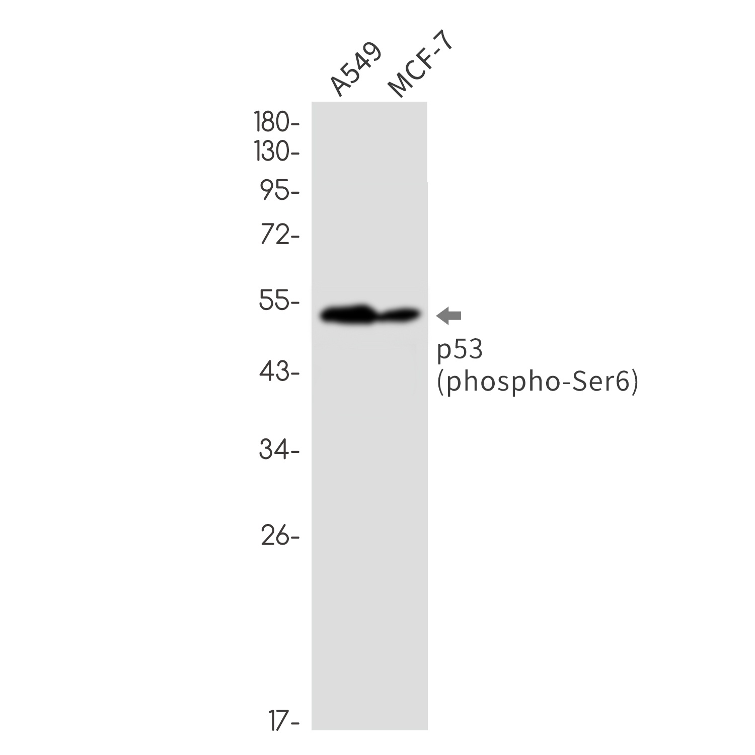 TP53 Antibody