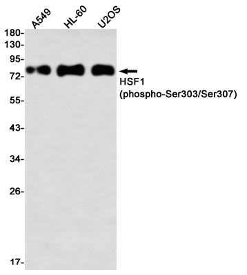 HSF1 Antibody