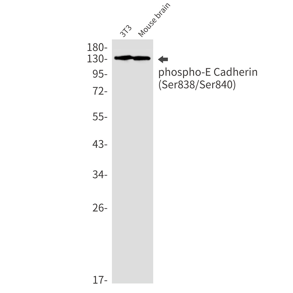 CDH1 Antibody