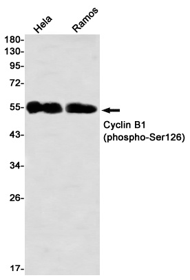 CCNB1 Antibody