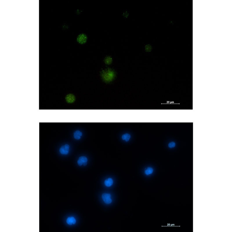 HNRNPUL1 Antibody