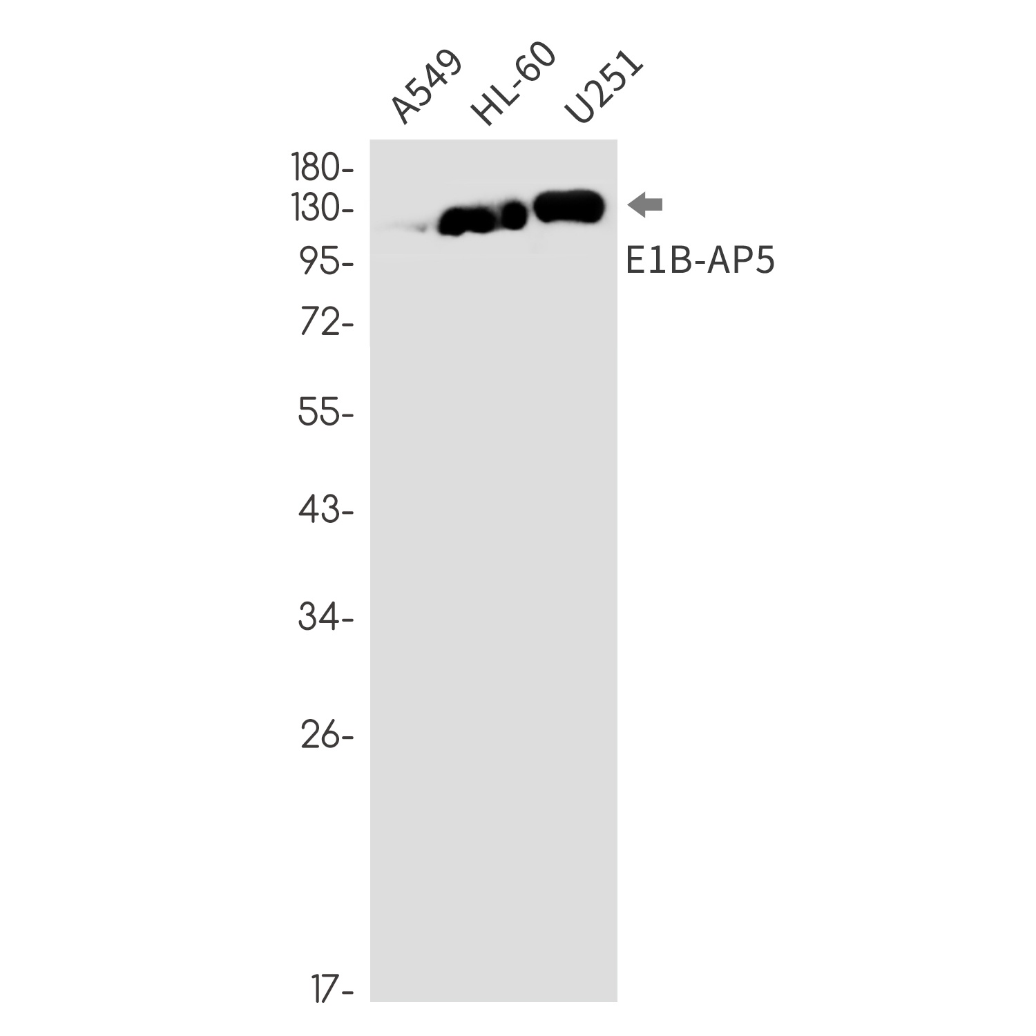 HNRNPUL1 Antibody