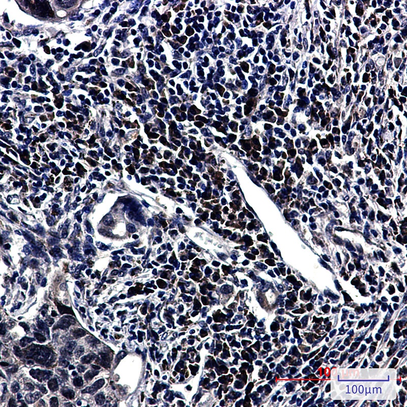 HNRNPUL1 Antibody