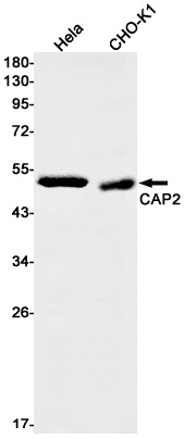 CAP2 Antibody