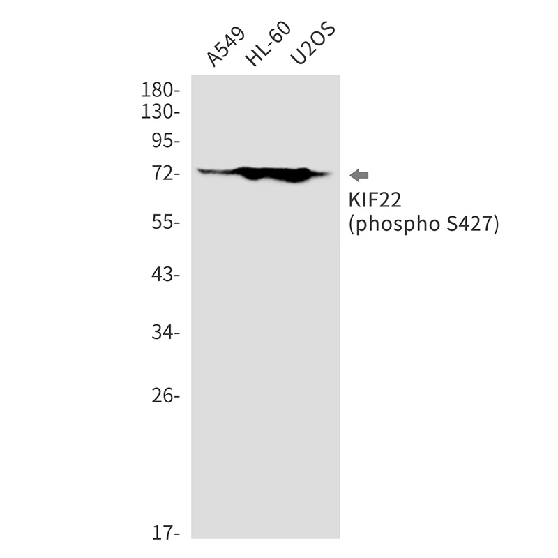 KIF22 Antibody