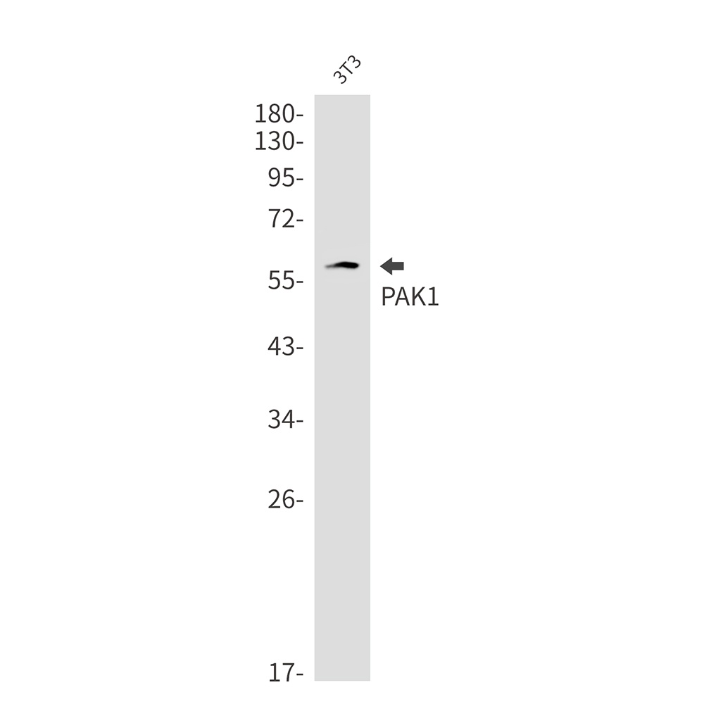 PAK1 Antibody