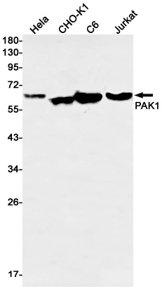 PAK1 Antibody