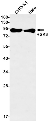 RSK3 Rabbit Monoclonal Antibody