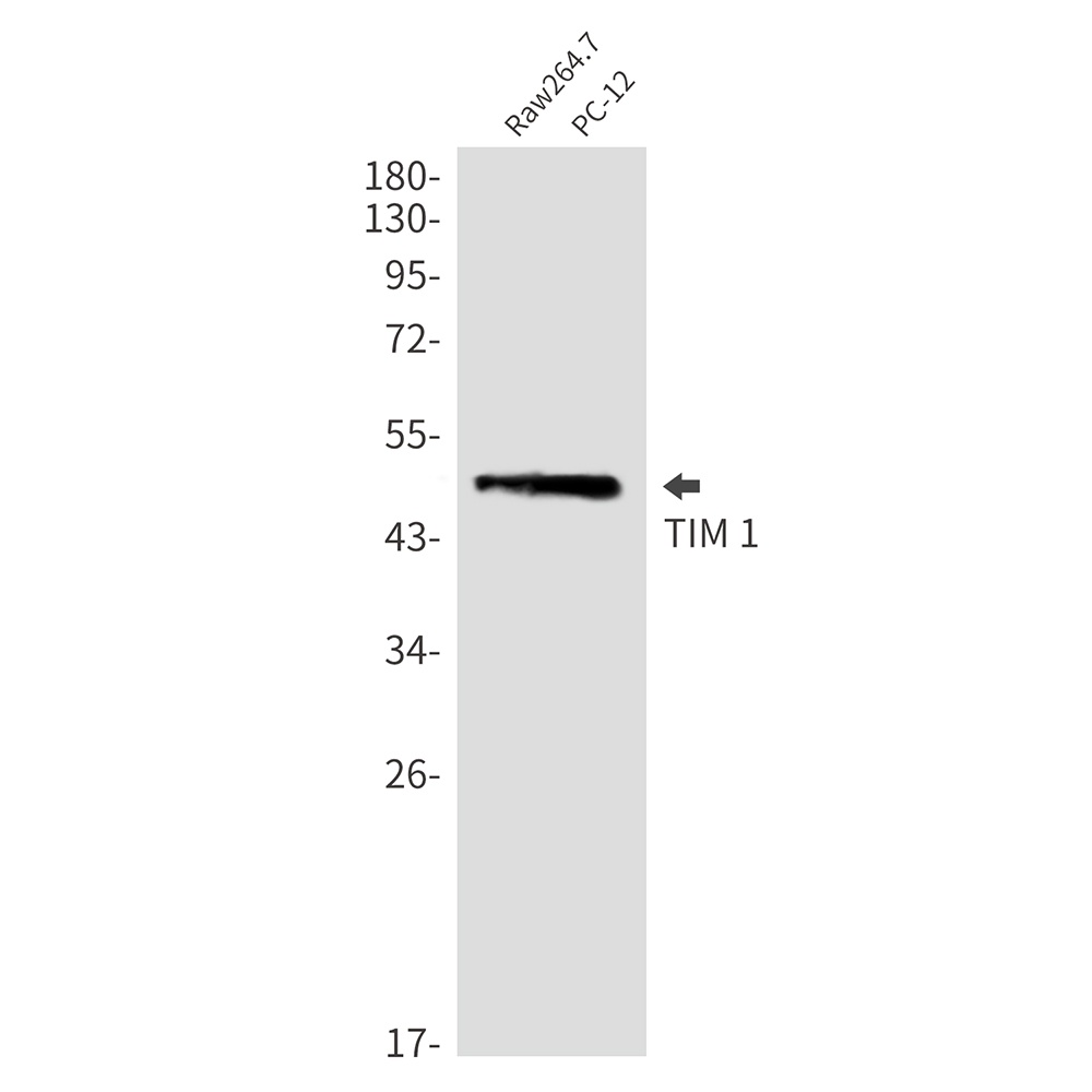 HAVCR1 Antibody