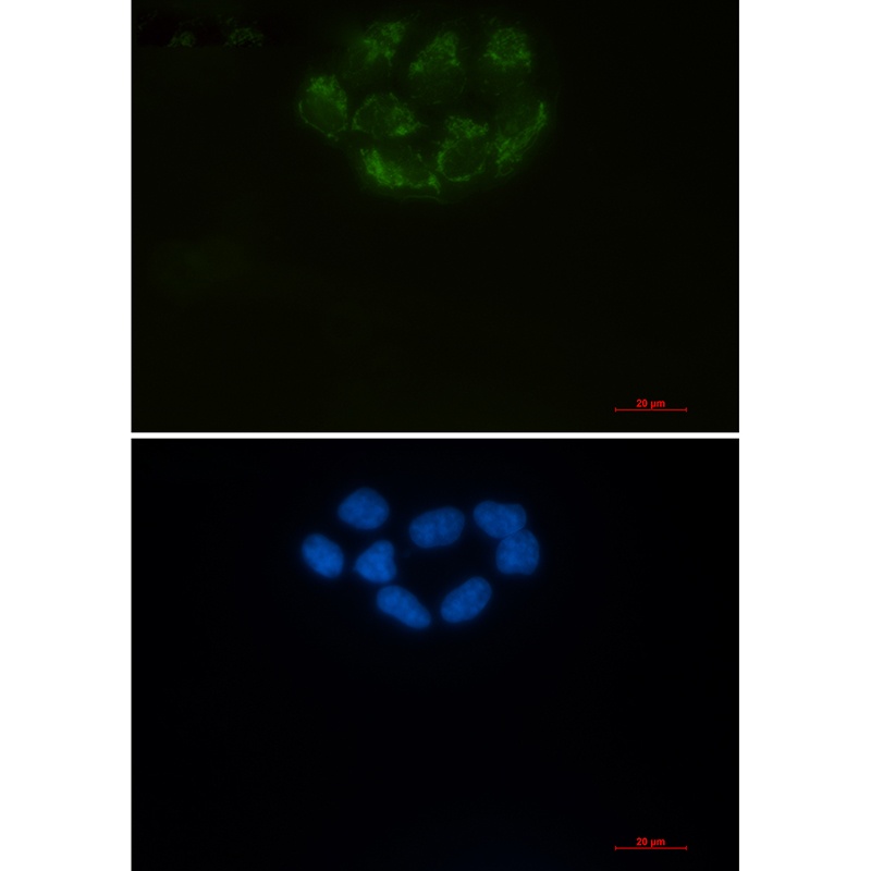 BSG Antibody