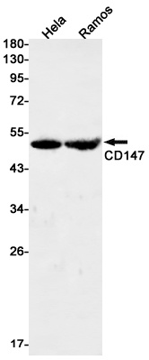 BSG Antibody
