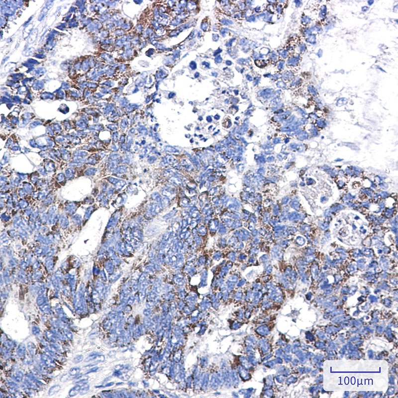 BSG Antibody