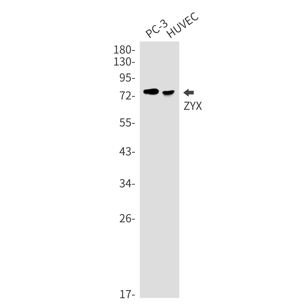 ZYX Antibody