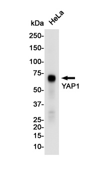 YAP1 Antibody