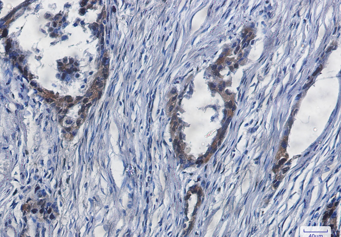 YAP1 Antibody