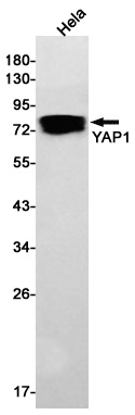 YAP1 Antibody