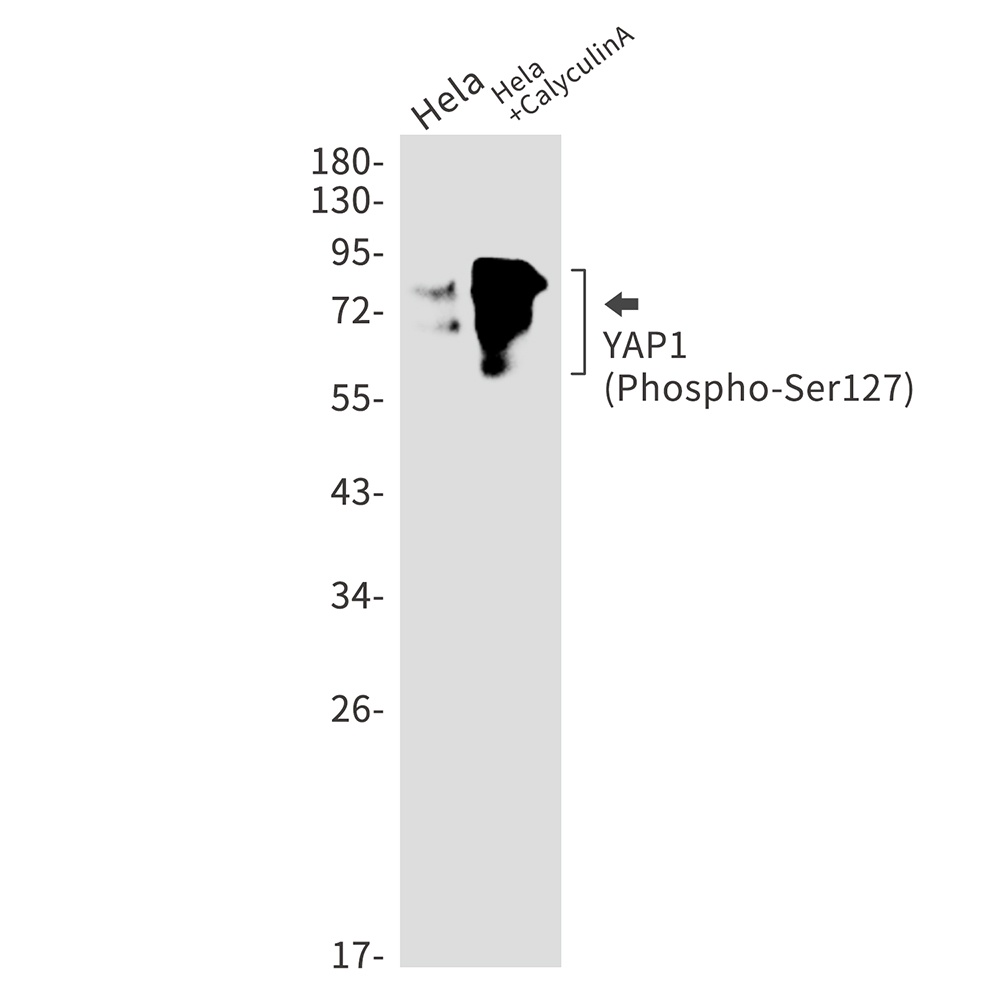 YAP1 Antibody