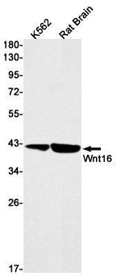 Wnt16 Rabbit Monoclonal Antibody