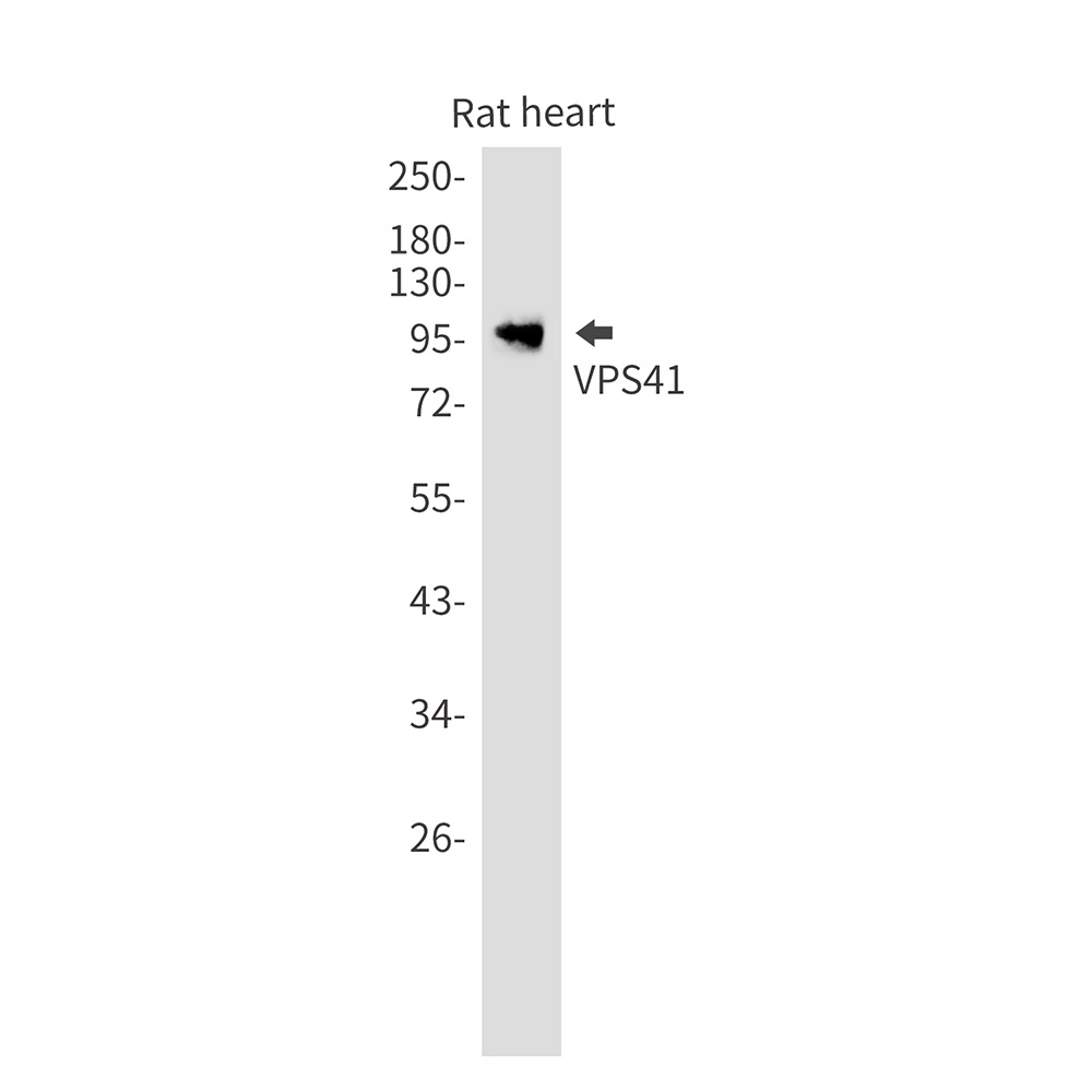 VPS41 Antibody