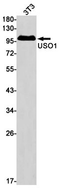 USO1 Antibody