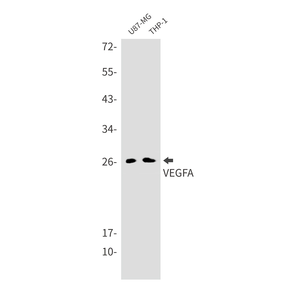 VEGFA Antibody