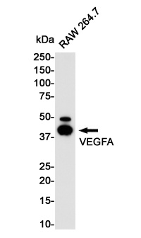 VEGFA Antibody