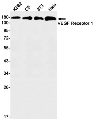 FLT1 Antibody