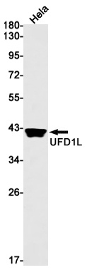 UFD1 Antibody