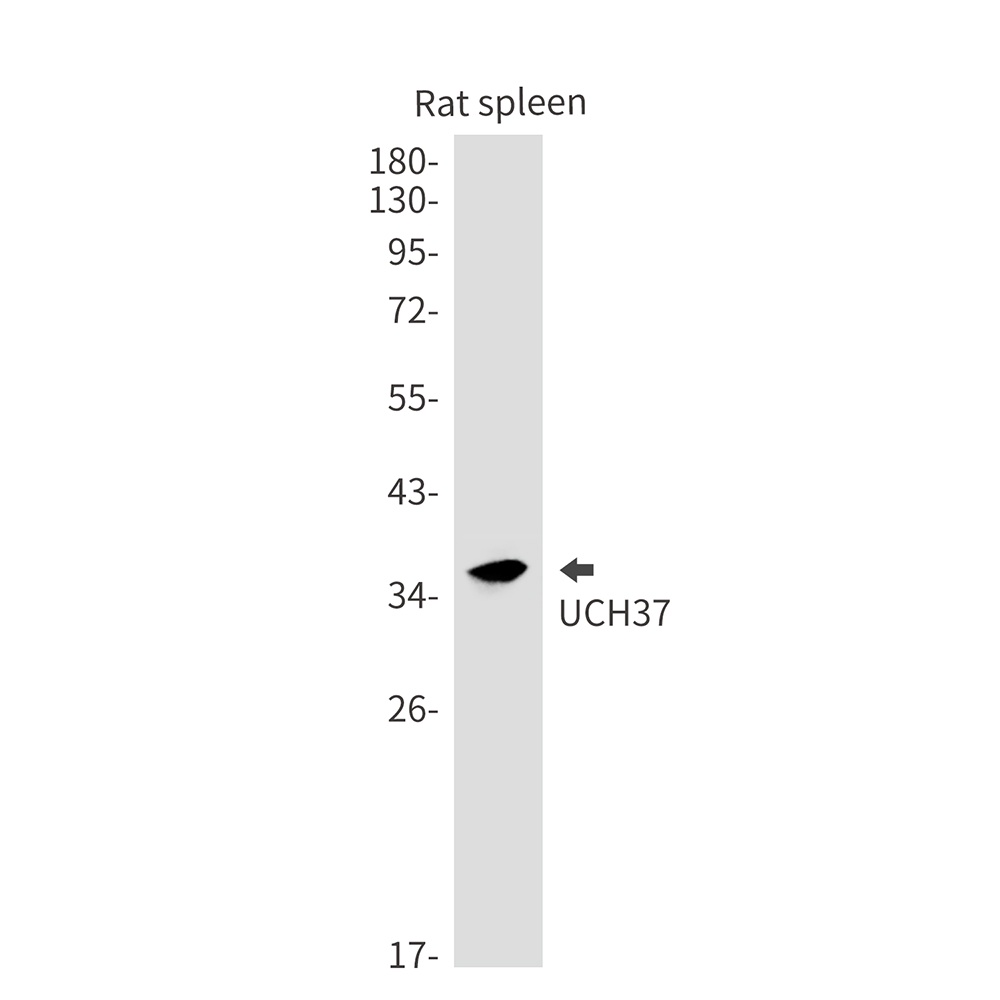 UCHL5 Antibody