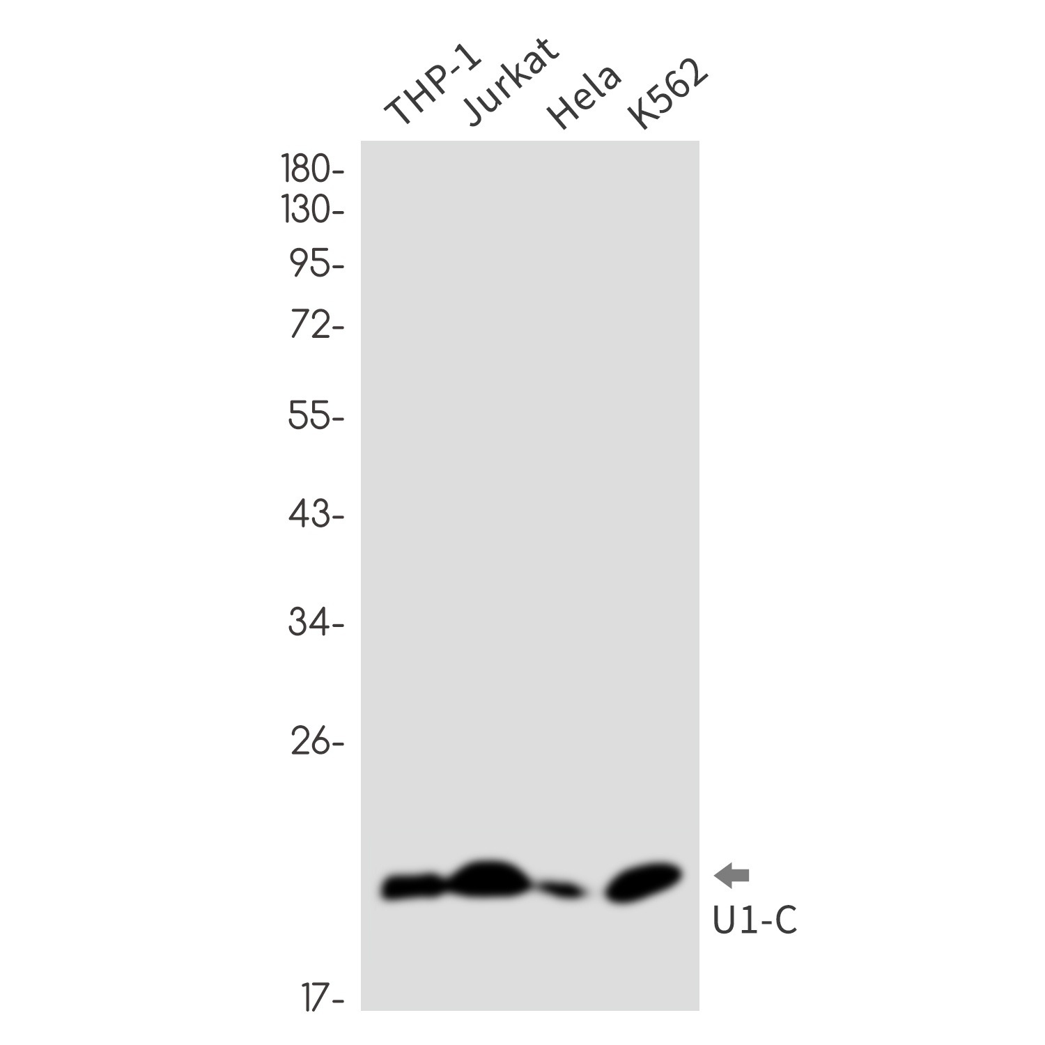 SNRPC Antibody