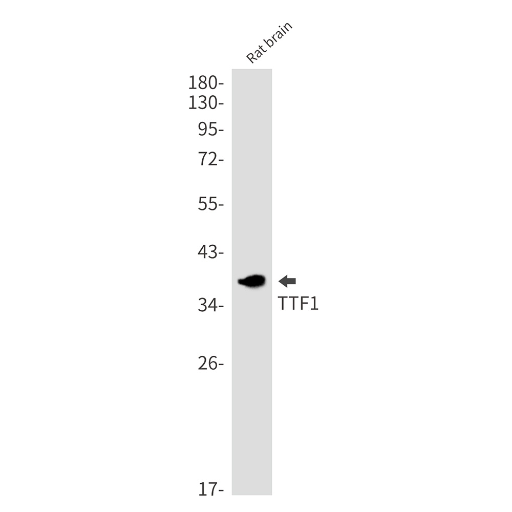 NKX2-1 Antibody