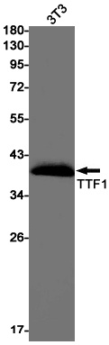 NKX2-1 Antibody