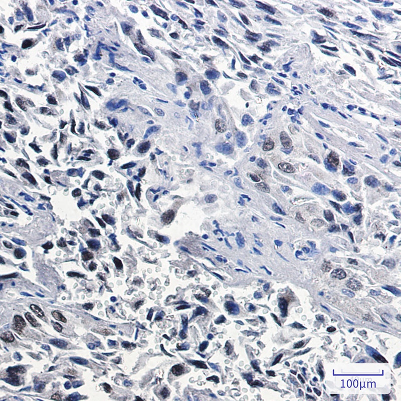 NKX2-1 Antibody