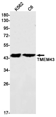 TMEM43 Antibody