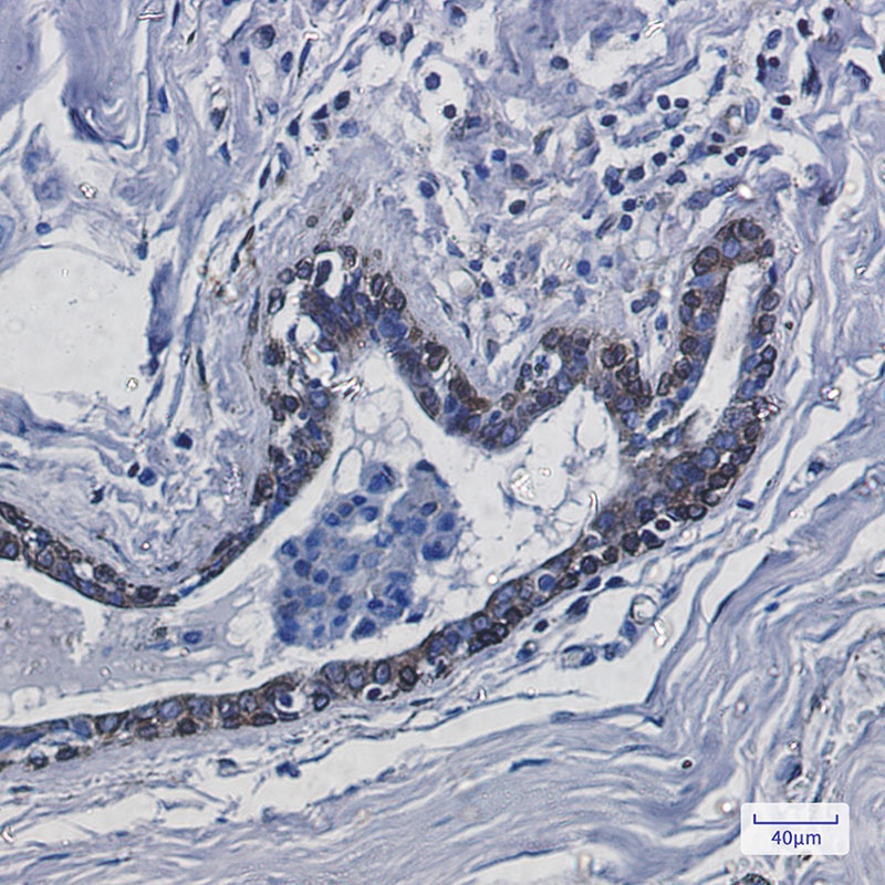 TMEM43 Antibody