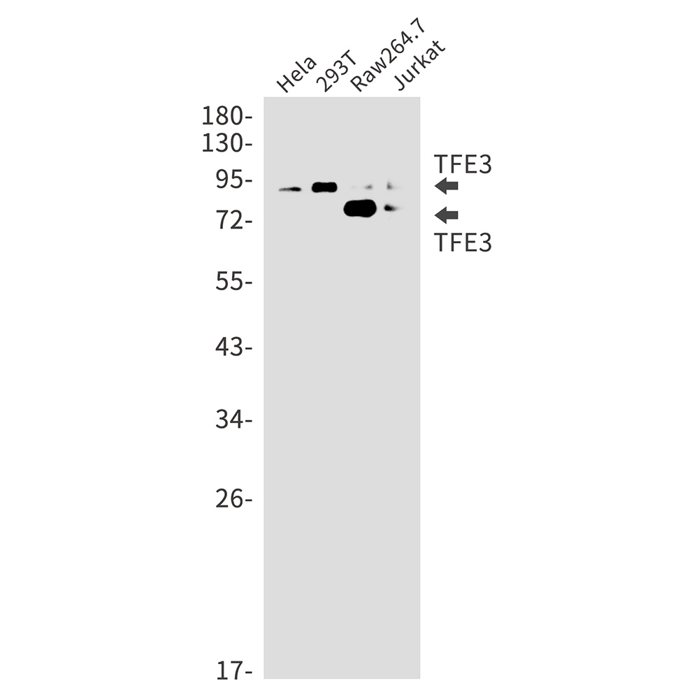 TFE3 Rabbit Monoclonal Antibody