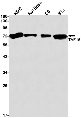 TAF15 Antibody