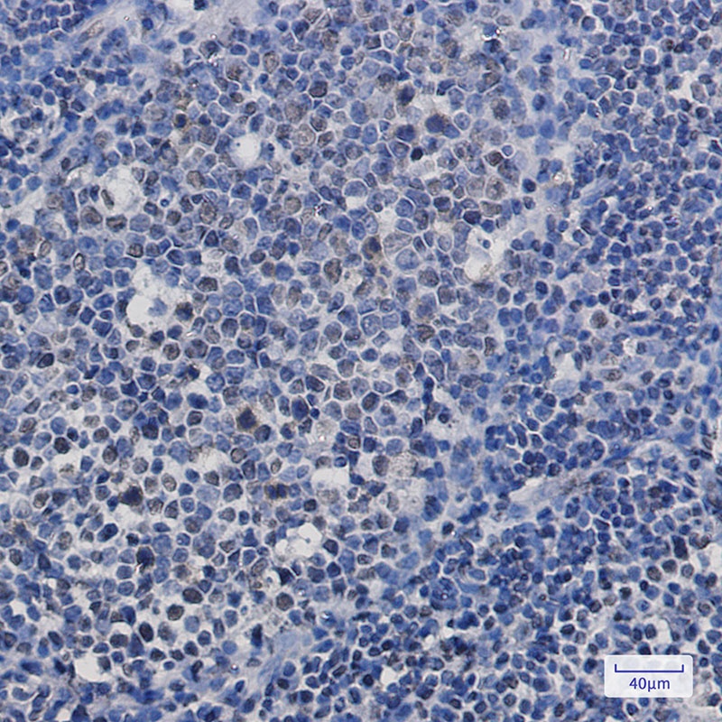 TAF15 Antibody