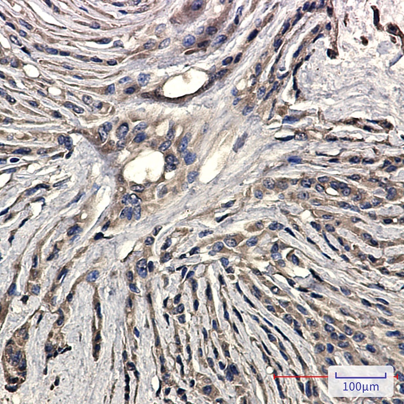 Synaptophysin Rabbit Monoclonal Antibody