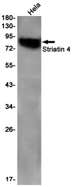 STRN4 Antibody