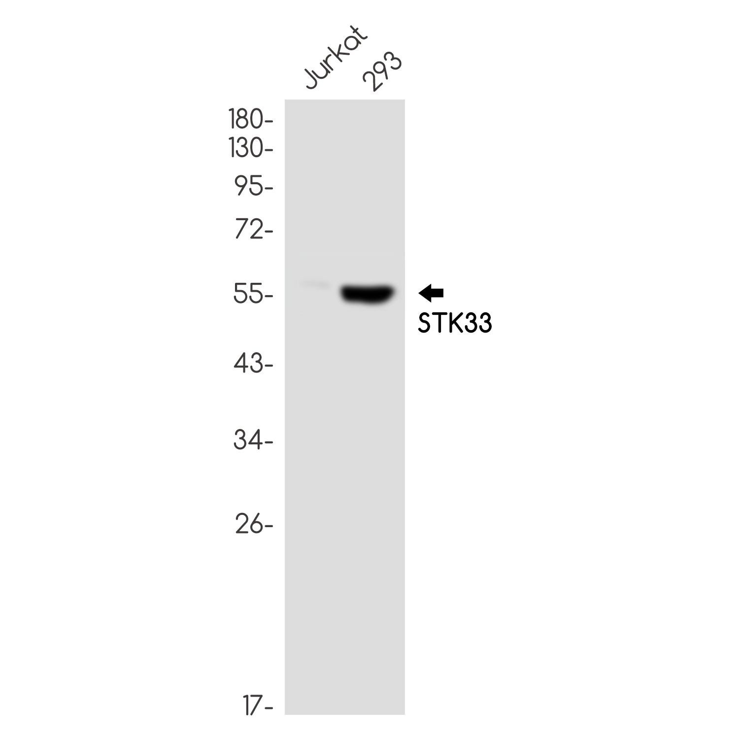 STK33 Antibody