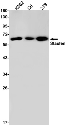 STAU1 Antibody