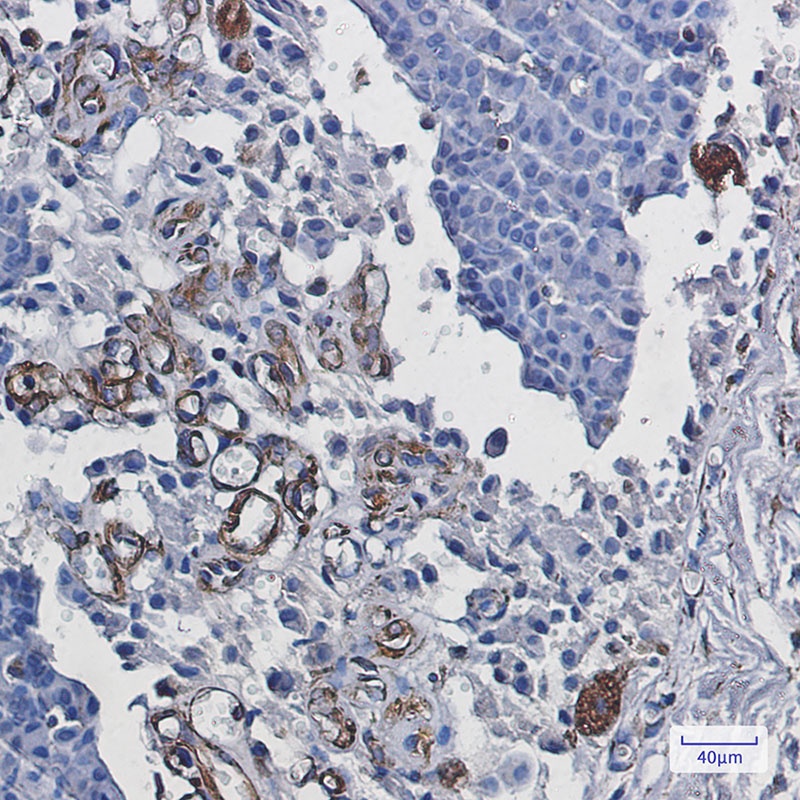 STAU1 Antibody