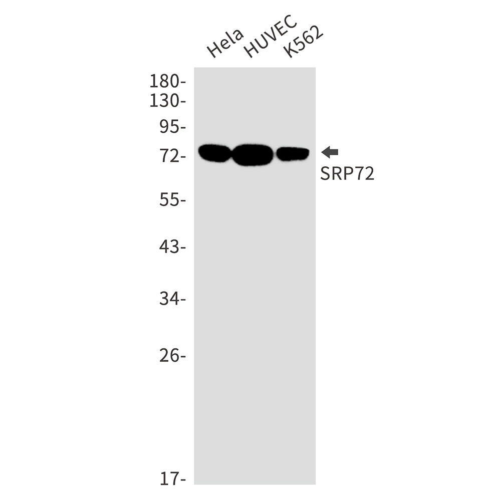 SRP72 Antibody